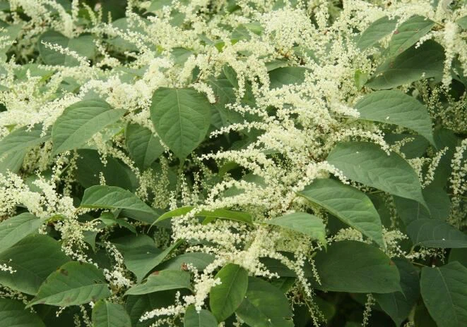 Polygonum Cuspidatum Polygonum Cuspidatum