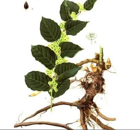 Polygonum Cuspidatum root extract Polygonum Cuspidatum root extract