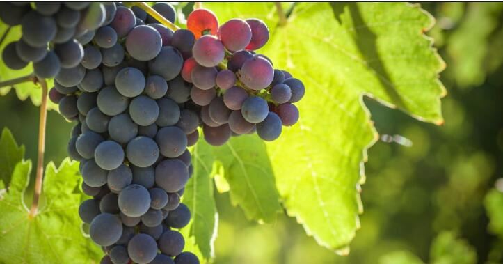 what is resveratrol-1 what is resveratrol-1