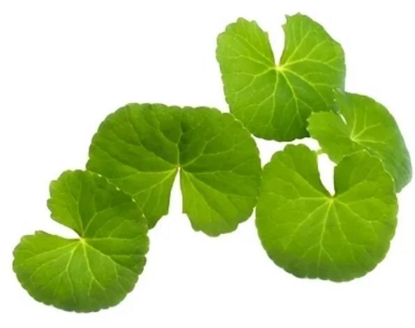 Gotu Kola Extract Benefits