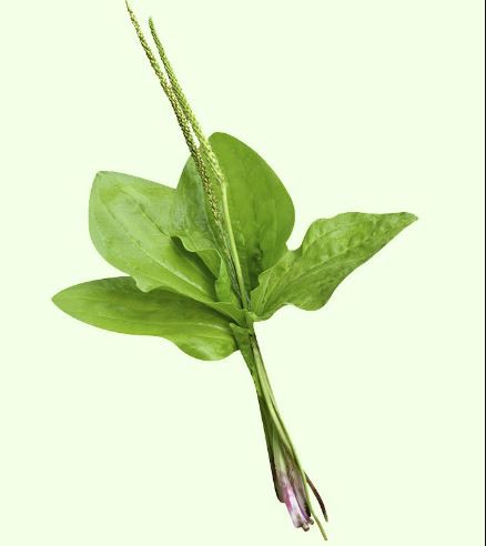 Plantain Leaf Extract-1 Plantain Leaf Extract-1