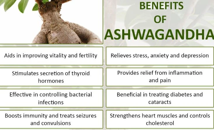 Ashwagandha Root Powder Organic Benefits Ashwagandha Root Powder Organic Benefits