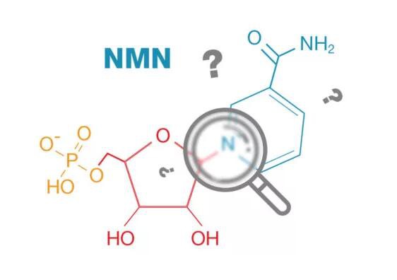 NMN benefits NMN benefits