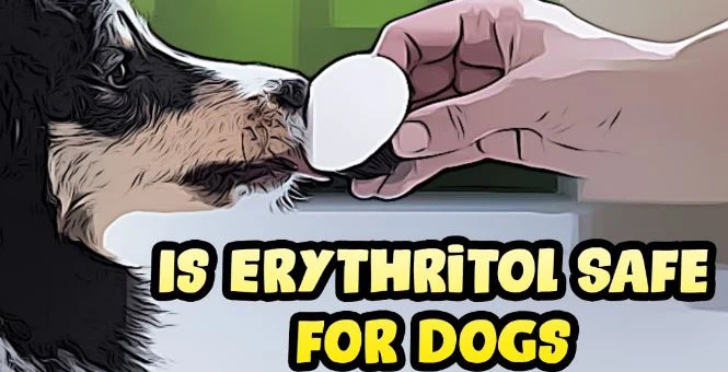 Is erythritol sweetener safe for dogs Is erythritol sweetener safe for dogs