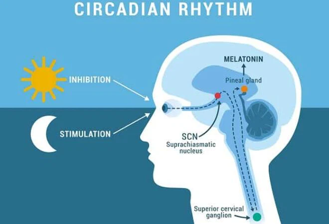 How long does melatonin last in a child How long does melatonin last in a child
