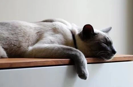 How long does melatonin last in cats How long does melatonin last in cats