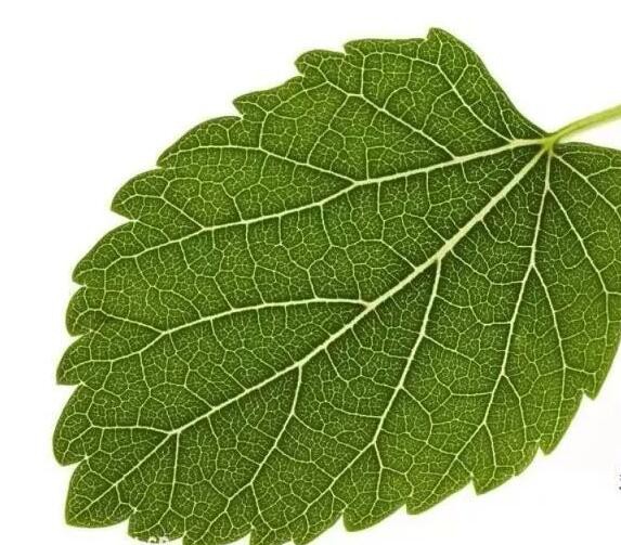 white mulberry leaf benefits