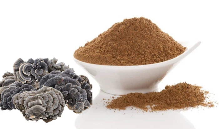 organic turkey tail mushroom extract organic turkey tail mushroom extract