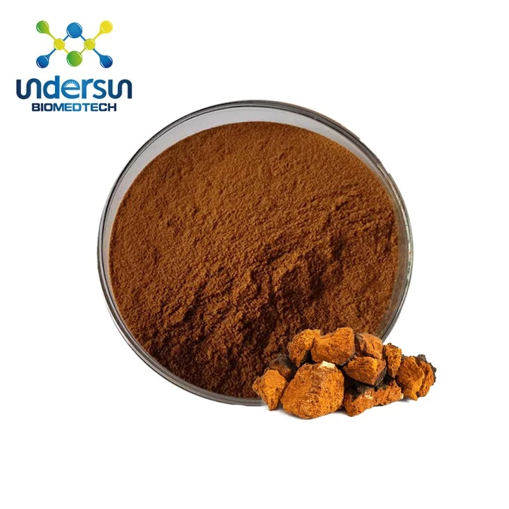 Polvo de hongo Chaga orgánico