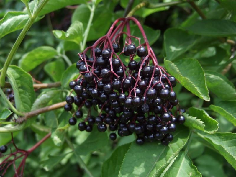 Elderberry Juice Powder- Hippocrates 'Medicine Chest'