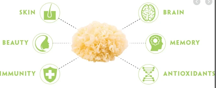 7 beneficios para la salud de los hongos Tremella