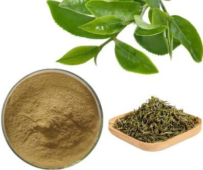 Extracto de té verde a granel