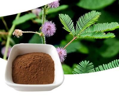 Polvo de Mimosa Hostilis