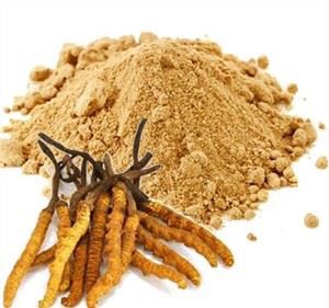 Cordyceps Sinensis Polvo