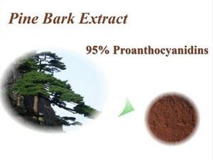 Extracto de corteza de Pinus Massoniana