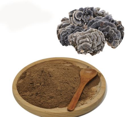 Extracto de Trametes Versicolor