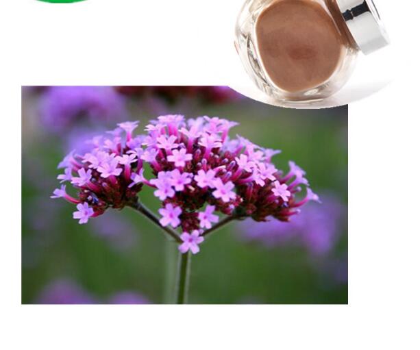 Extracto de verbena officinalis