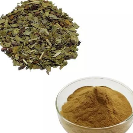 Extracto de hoja de Ilex Paraguariensis